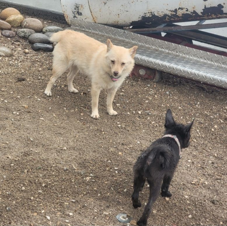 A cream schipperke rescue and a blue schipperke rescue